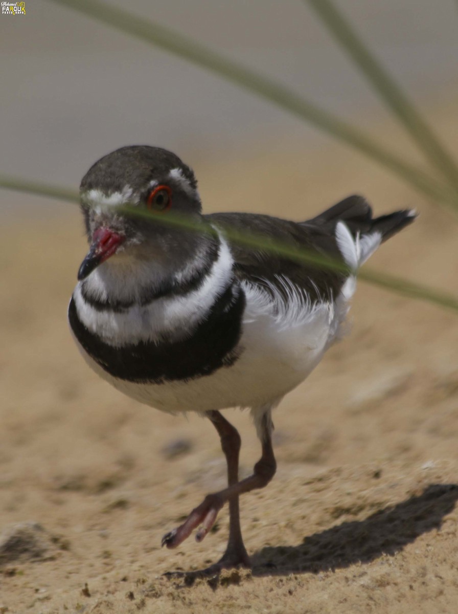 Three-banded Plover - ML610987462