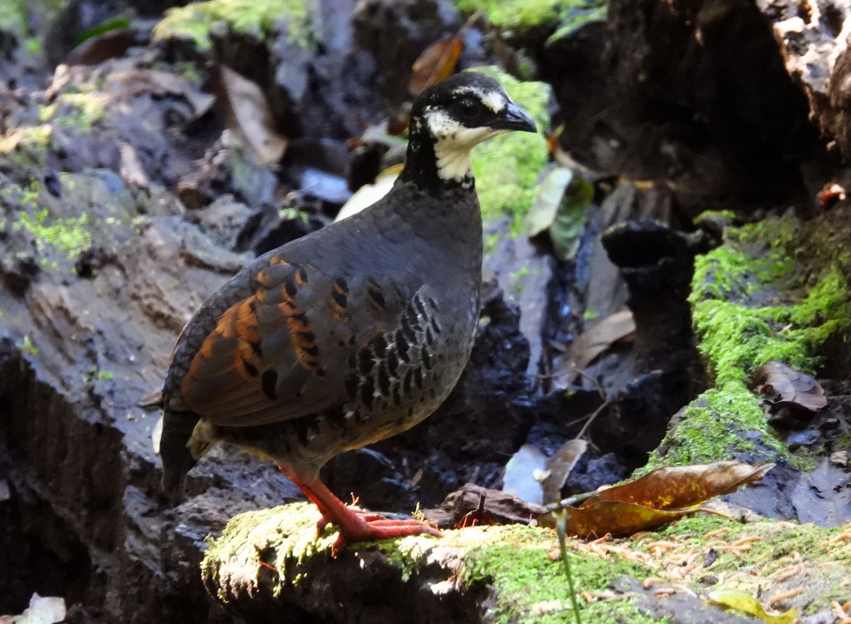 Gray-breasted Partridge - ML610987514