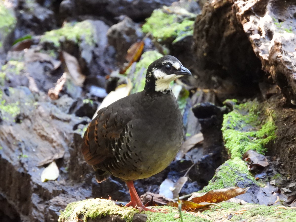 Gray-breasted Partridge - ML610987528