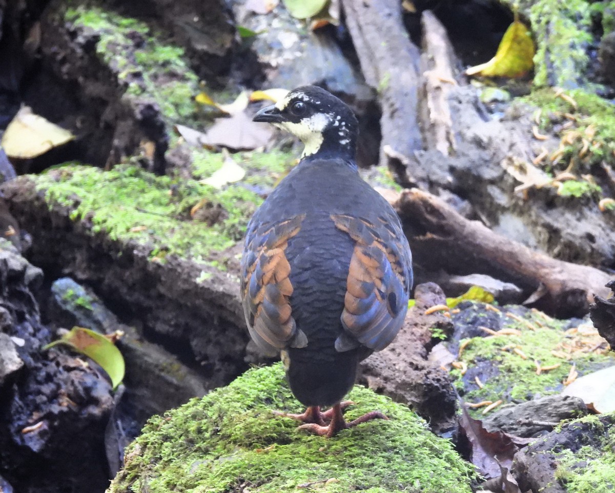 Gray-breasted Partridge - ML610987551