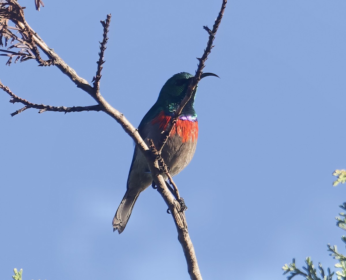 Southern Double-collared Sunbird - ML610987565