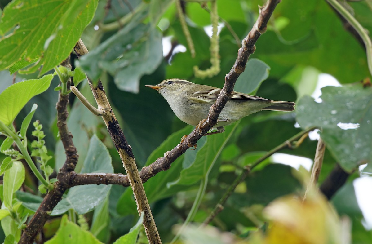 Yellow-browed Warbler - ML610987581