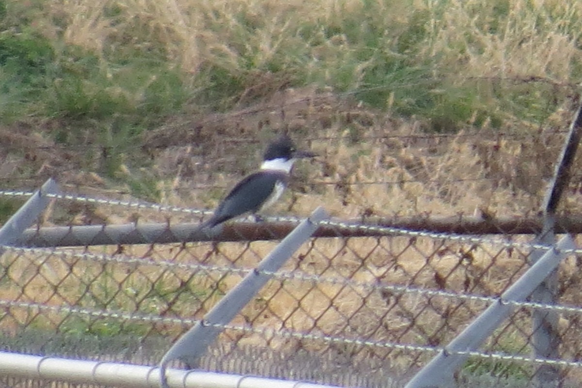 Belted Kingfisher - ML610987958