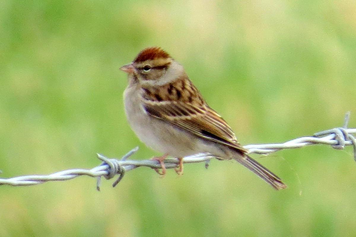 Chipping Sparrow - ML610987978
