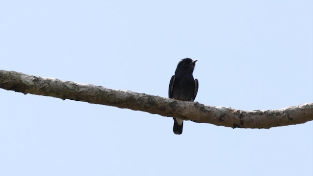 Swallow-winged Puffbird - ML610988082