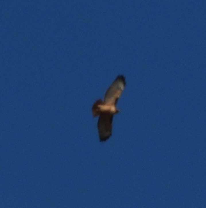 Red-tailed Hawk - ML610988147
