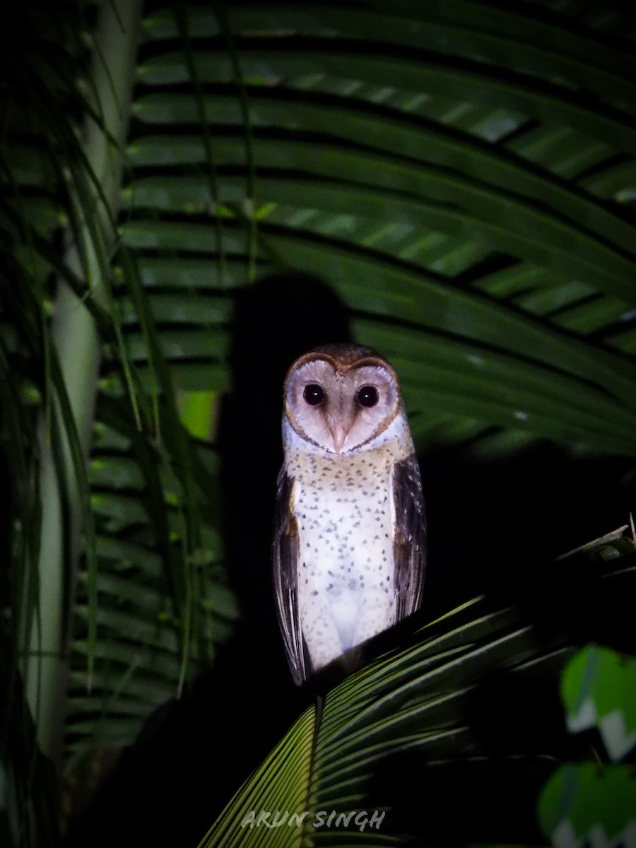 Andaman Masked-Owl - ML610988200