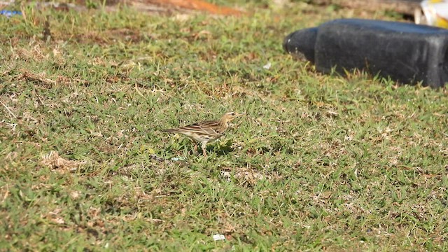 Red-throated Pipit - ML610988342