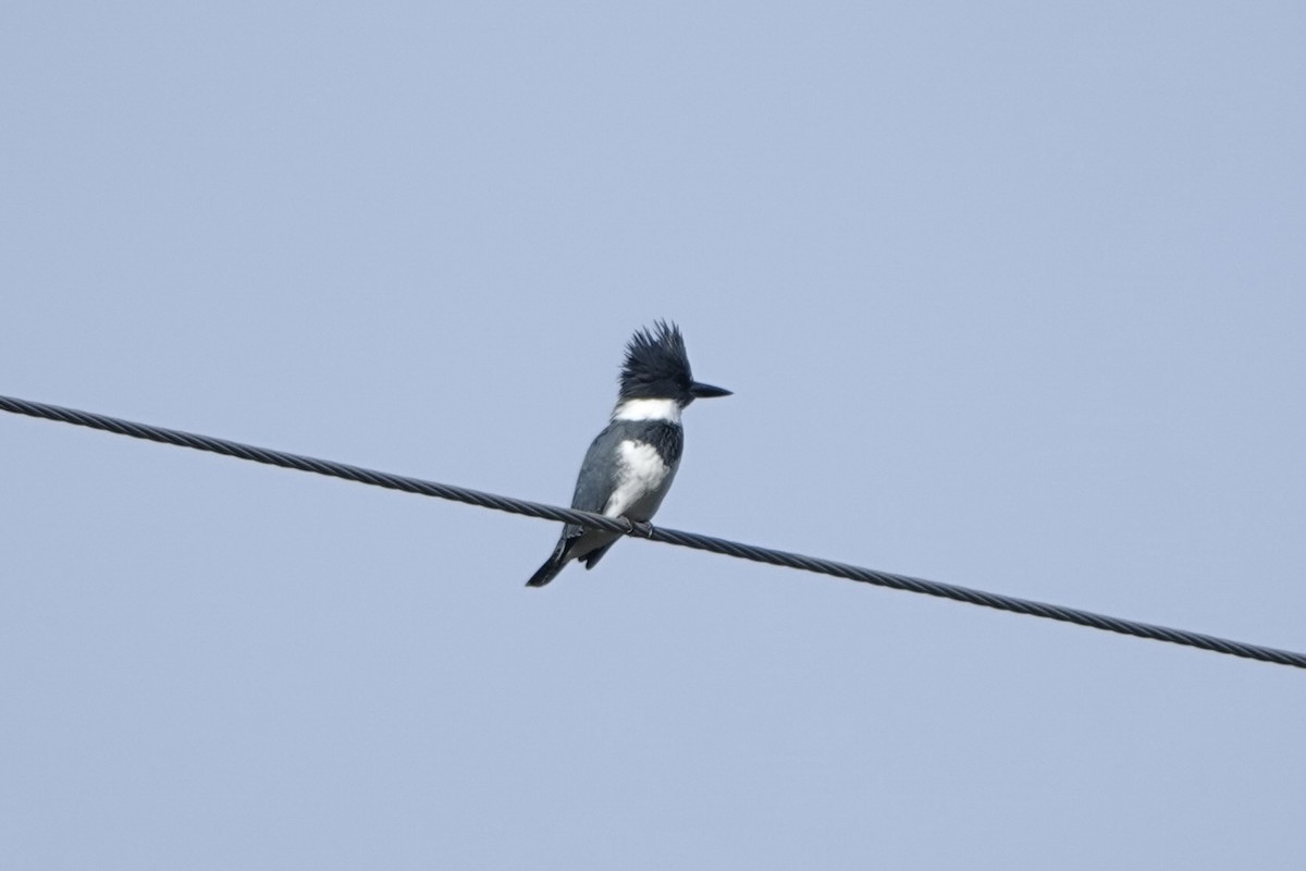 Belted Kingfisher - Molly Donahue