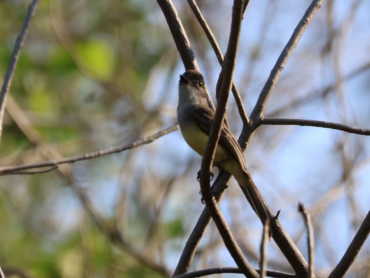 Brown-crested Flycatcher (South American) - ML610989016