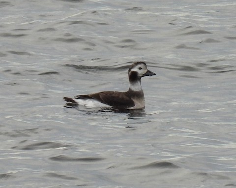 Long-tailed Duck - eBird