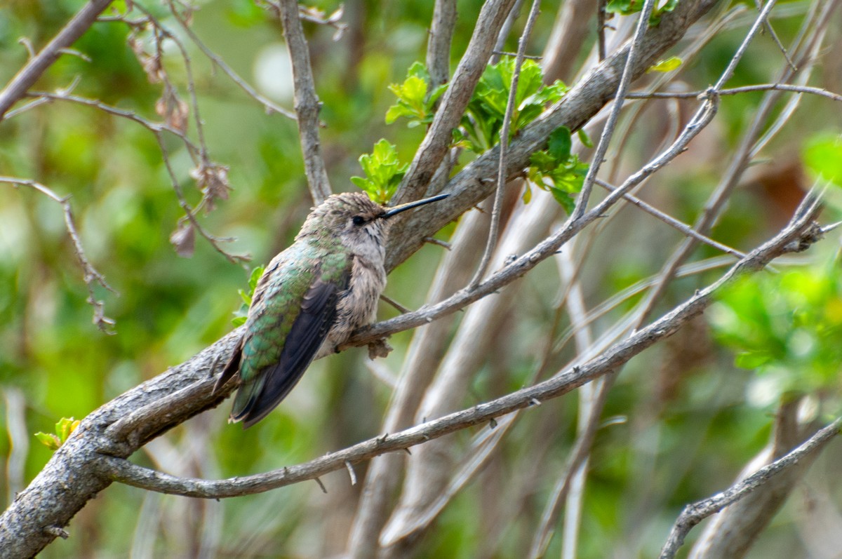 Anna's Hummingbird - ML610990340