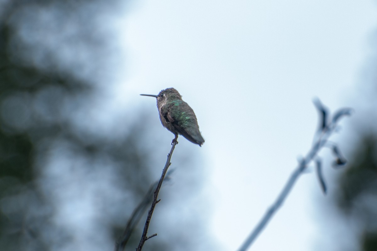 Anna's Hummingbird - ML610990384