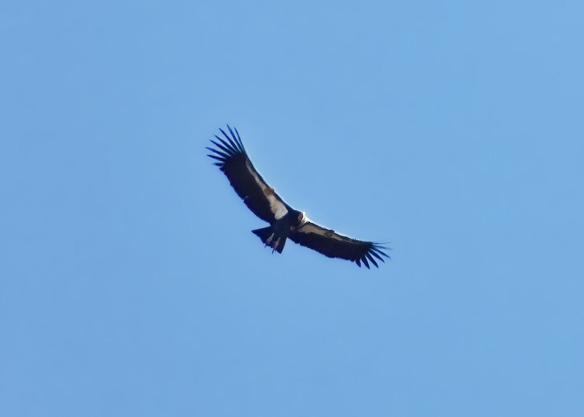 California Condor - ML610991091