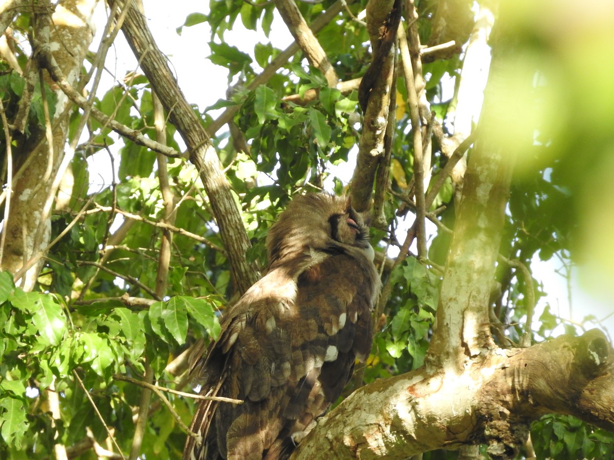 Verreaux's Eagle-Owl - Ashwin Viswanathan