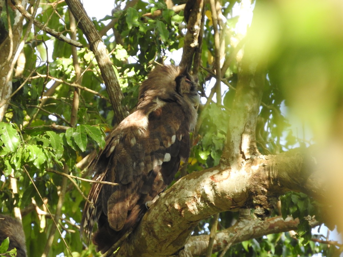 Verreaux's Eagle-Owl - ML610991104