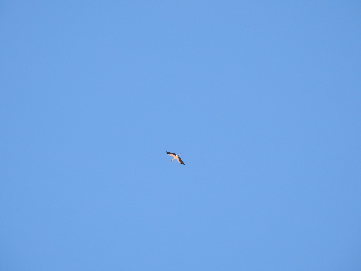 Yellow-billed Stork - ML610991569