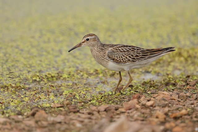 Similar species:&nbsp;Pectoral Sandpiper (<em class="SciName notranslate">Calidris melanotos</em>). - Pectoral Sandpiper - 