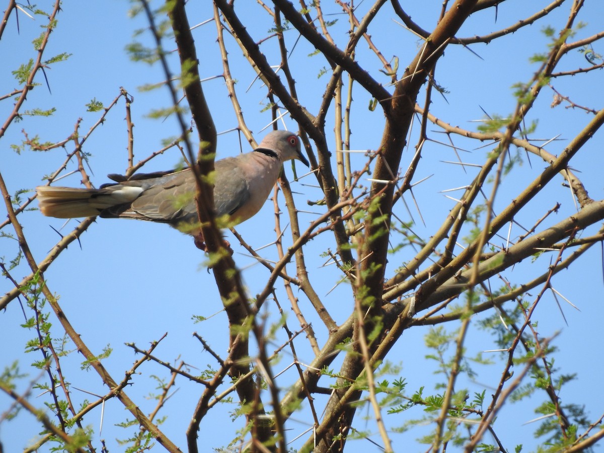 Mourning Collared-Dove - ML610991879