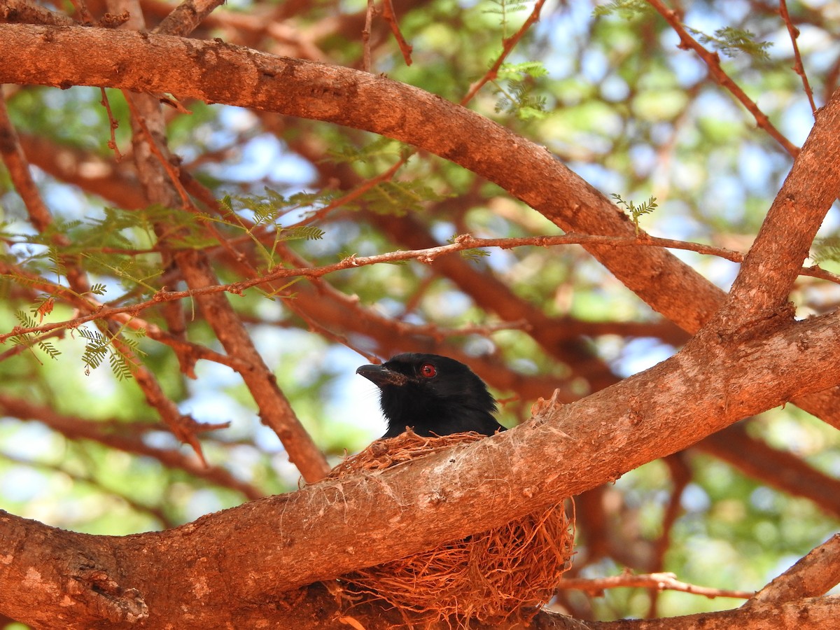 Fork-tailed Drongo - ML610991905