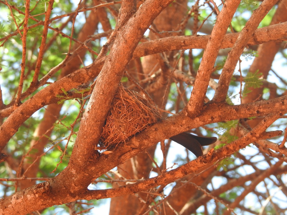Fork-tailed Drongo - Ashwin Viswanathan