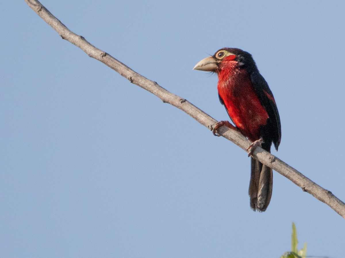 Double-toothed Barbet - Gavin Ailes