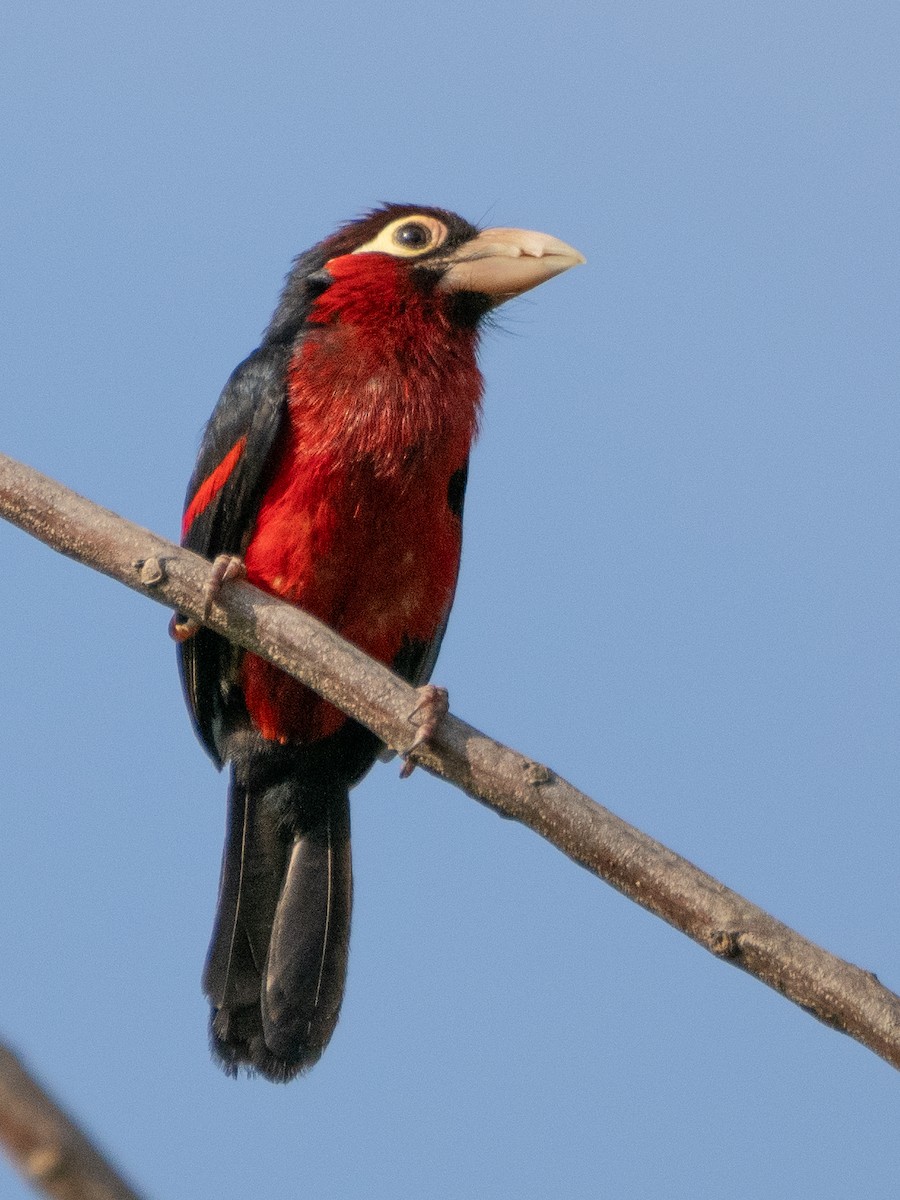 Double-toothed Barbet - ML610991924