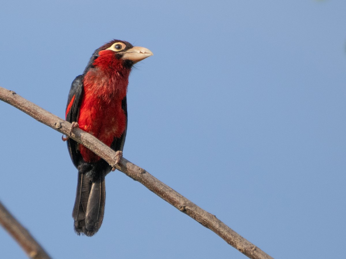 Double-toothed Barbet - ML610991925