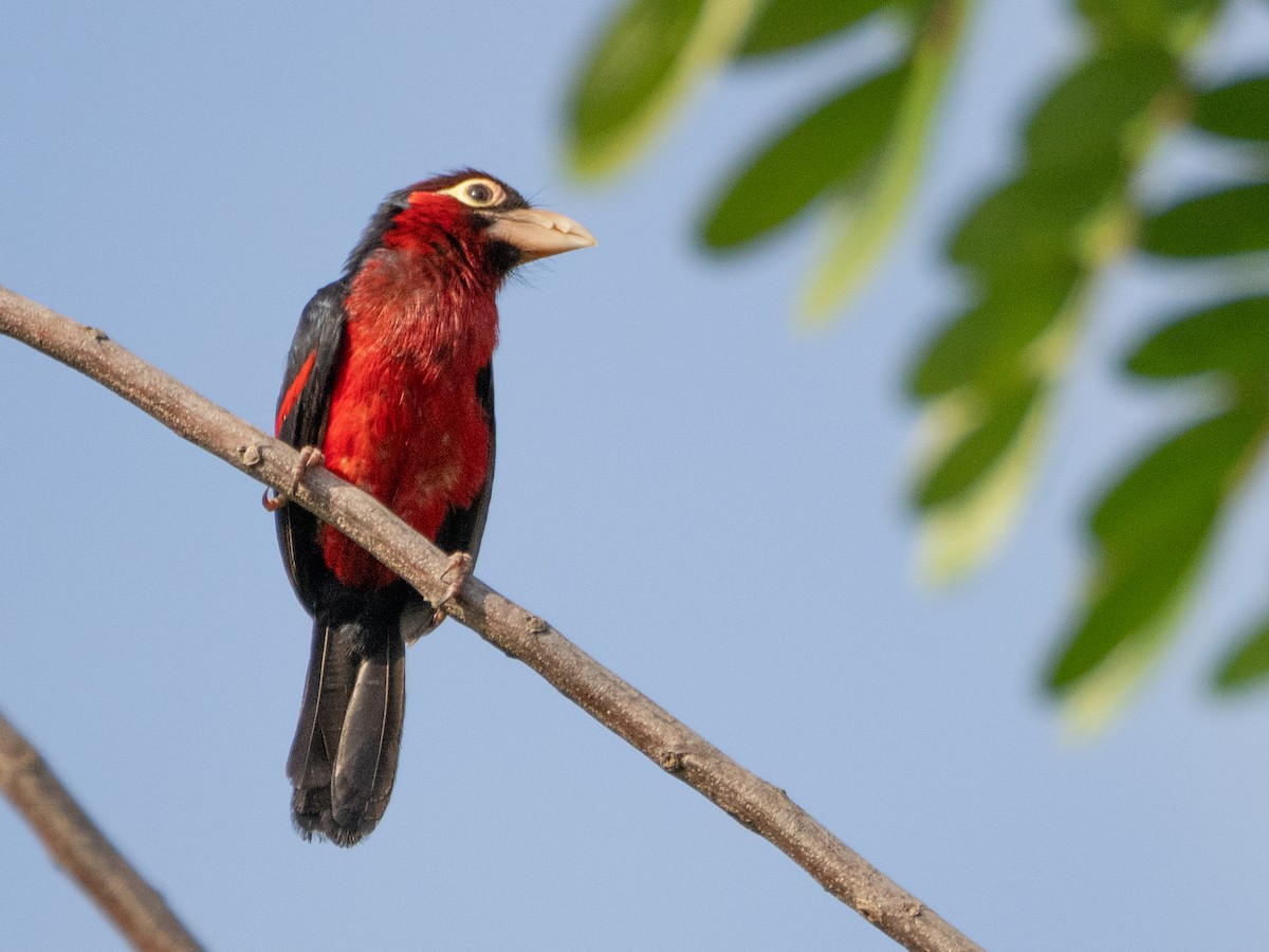 Double-toothed Barbet - ML610991926