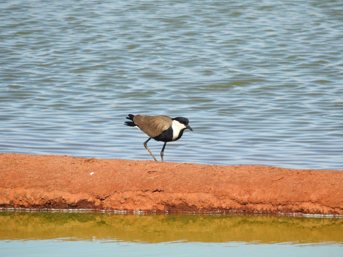 Spur-winged Lapwing - ML610991931