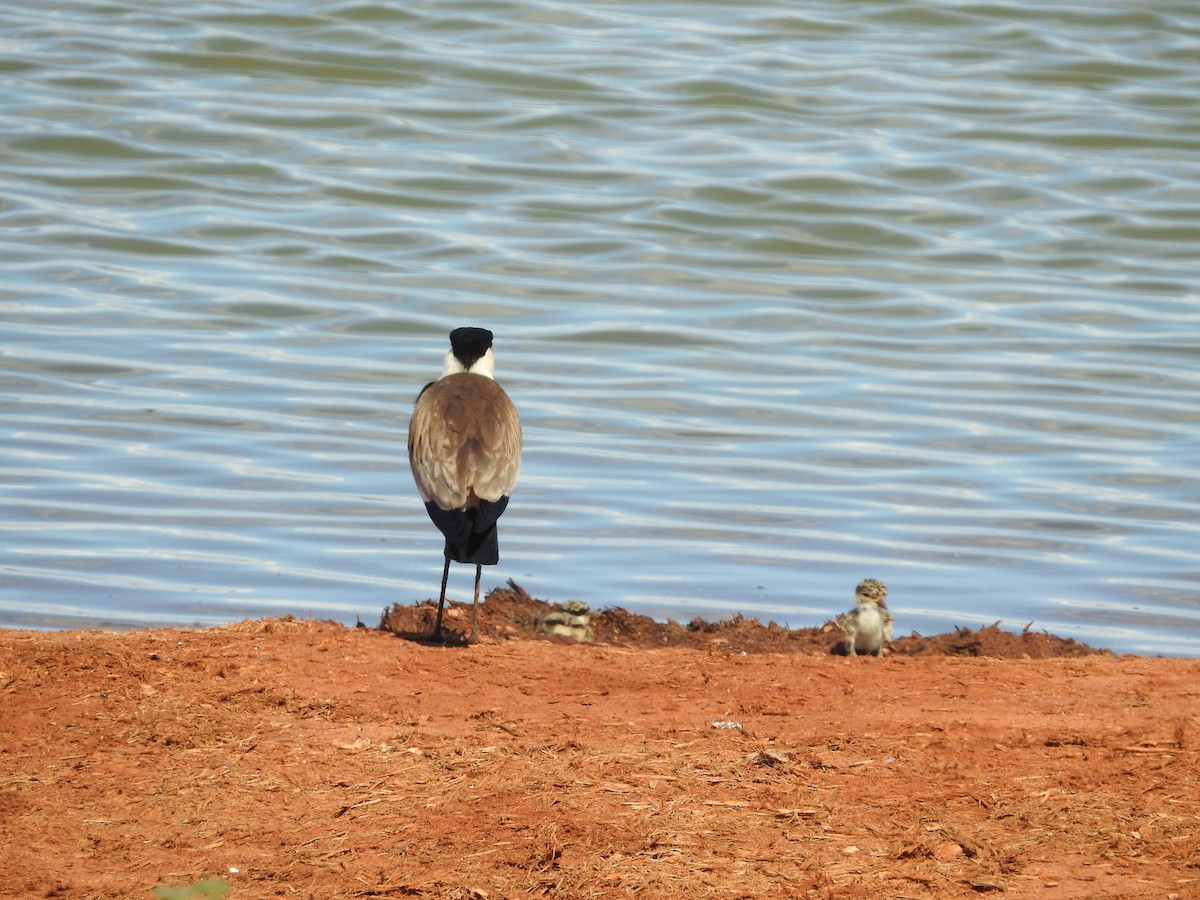 Spur-winged Lapwing - ML610991933