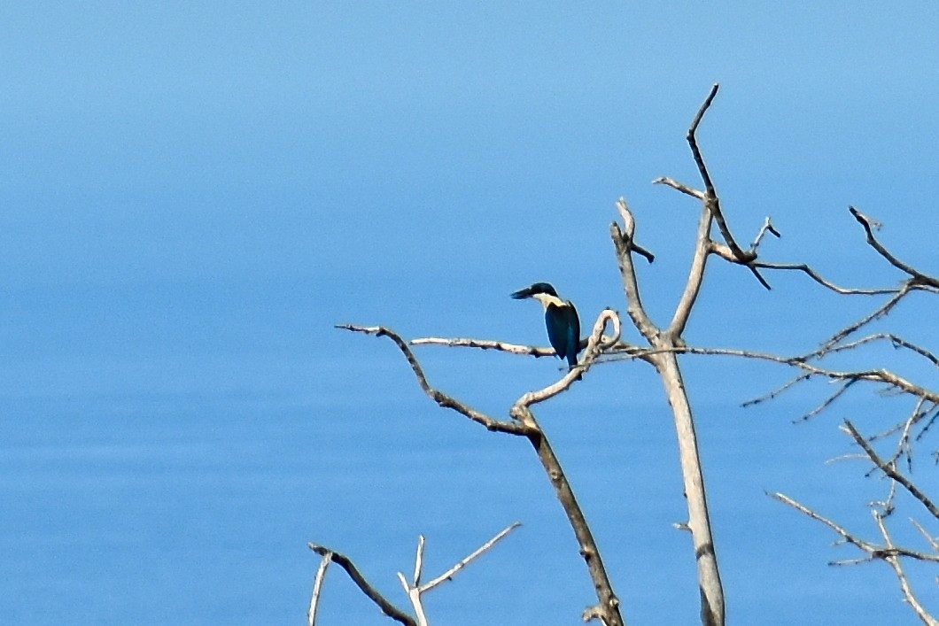 Melanesian Kingfisher (Bougainville-Guadalcanal) - Jan-Uwe Schmidt