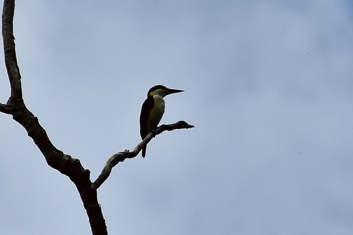 Melanesian Kingfisher (Bougainville-Guadalcanal) - ML610991994