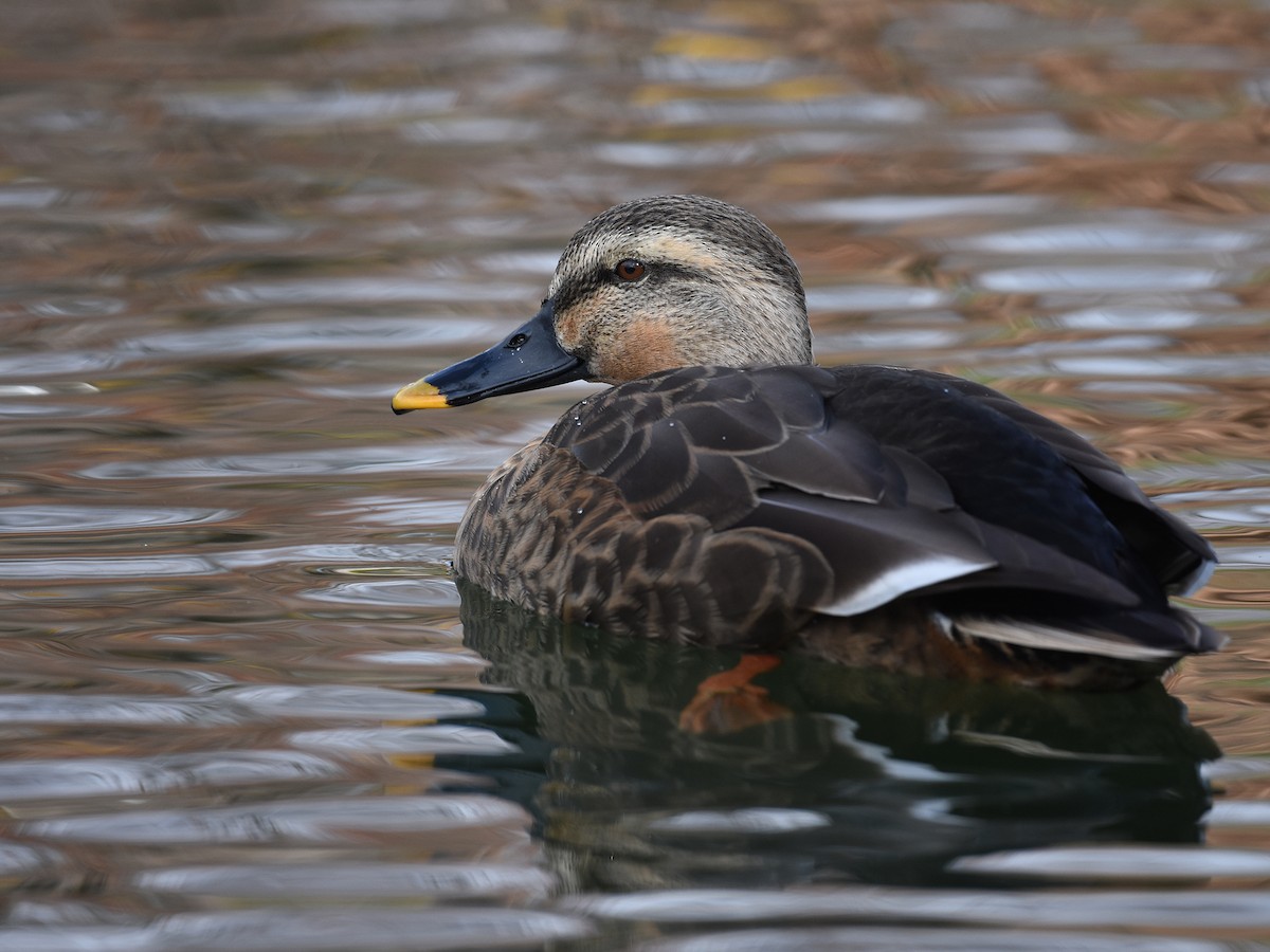 Eastern Spot-billed Duck - ML610992027