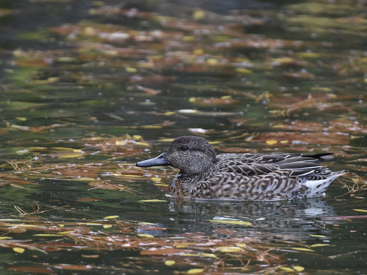 Green-winged Teal - ML610992031