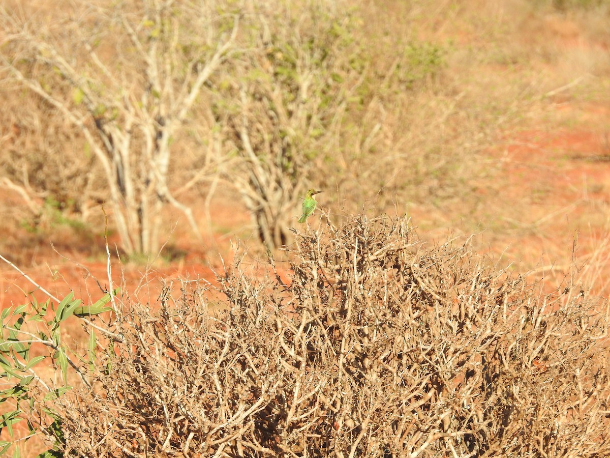 Somali Bee-eater - ML610992168