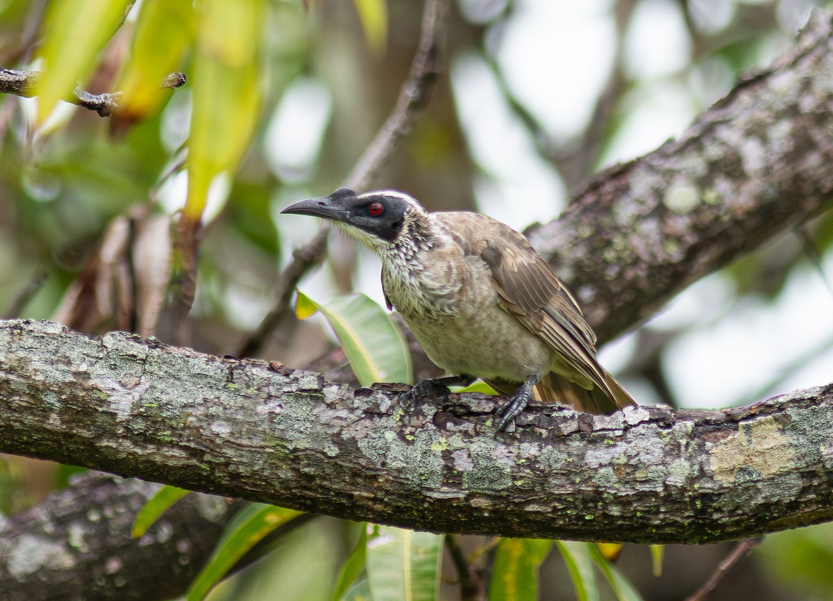 Silver-crowned Friarbird - ML610992206