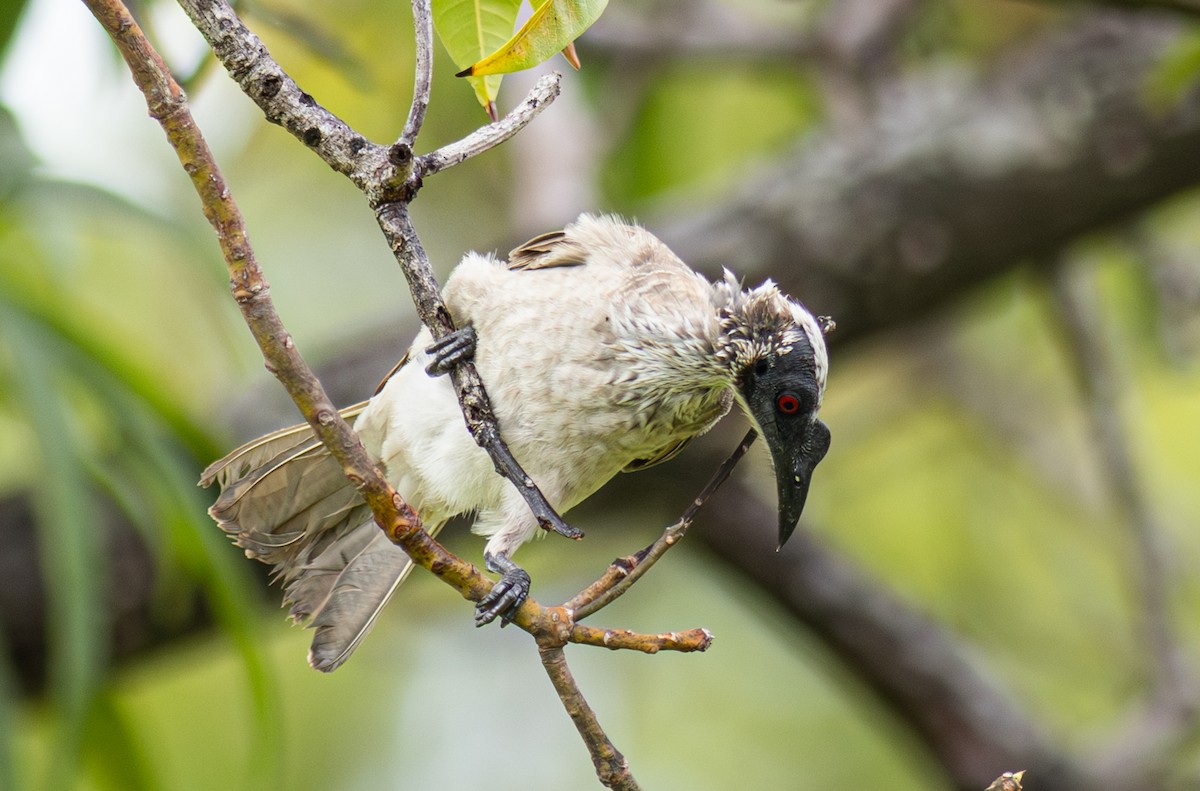 Silver-crowned Friarbird - ML610992208