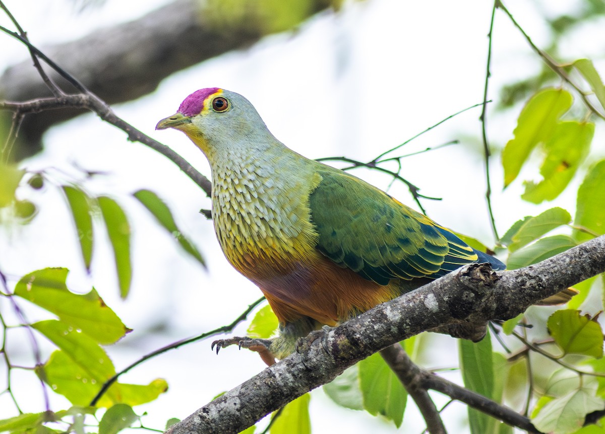 Rose-crowned Fruit-Dove - ML610992280