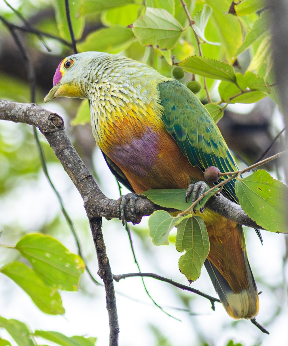 Rose-crowned Fruit-Dove - ML610992281
