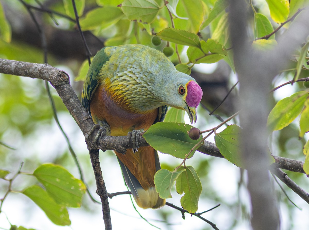 Rose-crowned Fruit-Dove - ML610992282
