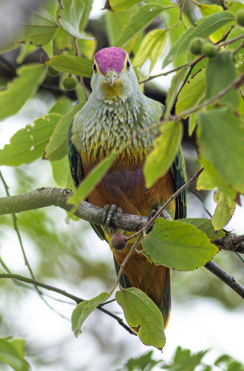 Rose-crowned Fruit-Dove - ML610992283
