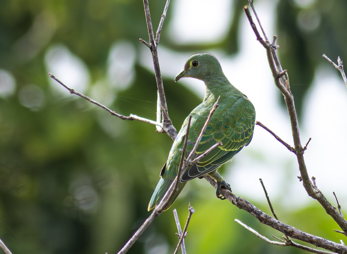 Rose-crowned Fruit-Dove - ML610992324
