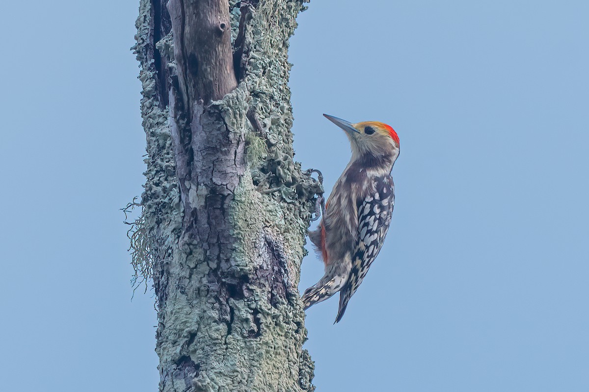 Yellow-crowned Woodpecker - ML610992388
