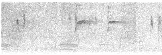 White Wagtail (Hodgson's) - ML610992451