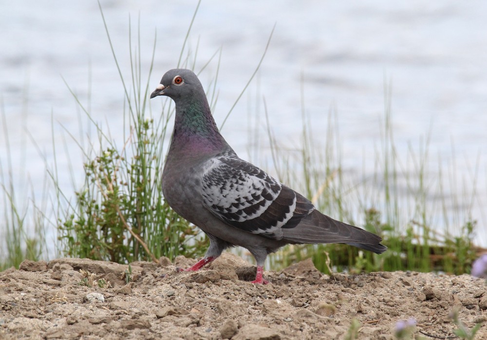 Rock Pigeon (Feral Pigeon) - Tammy Walker