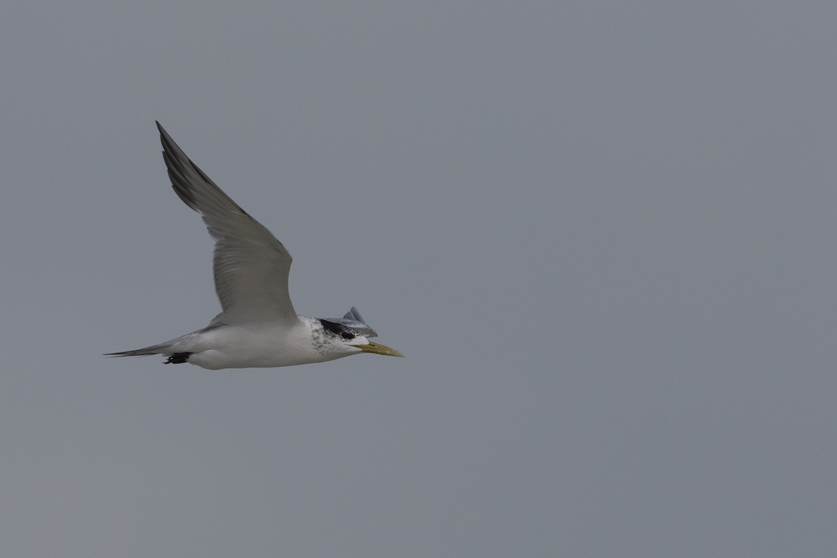 Great Crested Tern - ML610992575
