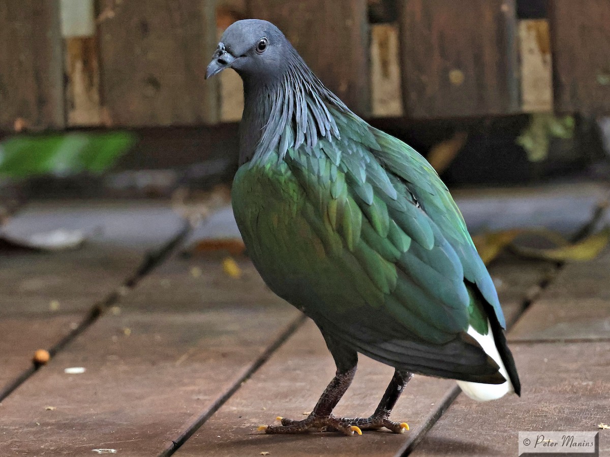 Nicobar Pigeon - jannette and peter manins