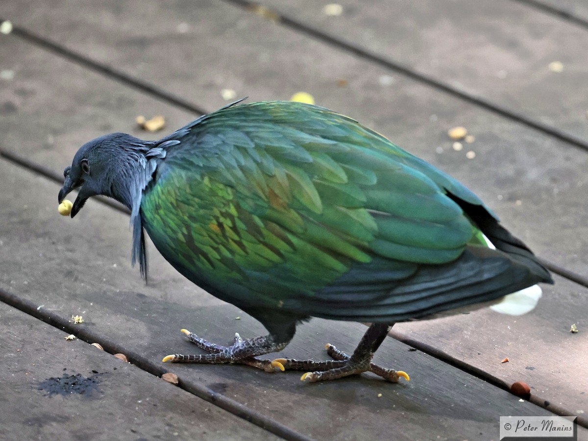 Nicobar Pigeon - jannette and peter manins
