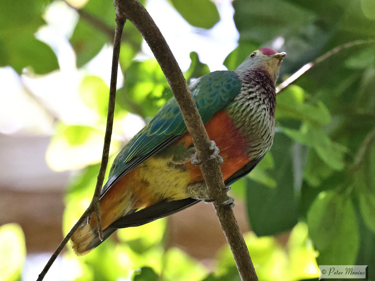 Rose-crowned Fruit-Dove - jannette and peter manins
